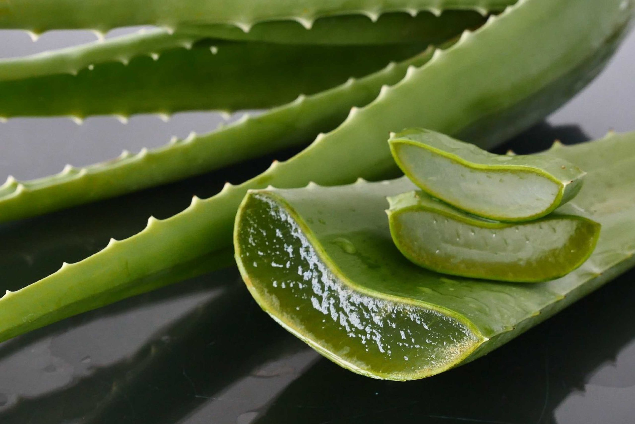 imagem_blog_4_planta_aloe_vera.jpg